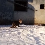 Подробнее об объявлении «Найдена кошка Курган» Фото: найдена кошка  «Найдена кошка Курган» в г. Курган