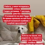 Подробнее об объявлении «Иркутск Пропала собака» Фото: пропала собака Лабрадор ретривер «Иркутск Пропала собака» в г. Иркутск