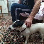 Подробнее об объявлении «Лобня Найдена собака» Фото: найдена собака Джек рассел терьер «Лобня Найдена собака» в г. Лобня