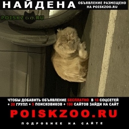 Подробнее об объявлении «Москва Найдена кошка» Фото: найдена кошка  «Москва Найдена кошка» в г. Москва