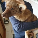 Подробнее об объявлении «Найдена собака Тюмень» Фото: найдена собака  «Найдена собака Тюмень» в г. Тюмень