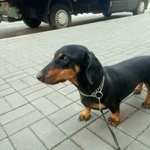 Подробнее об объявлении «Пропала собака Санкт-Петербург» Фото: пропала собака Такса «Пропала собака Санкт-Петербург» в г. Санкт-Петербург