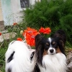 Подробнее об объявлении «Пропала собака Симферополь» Фото: пропала собака Папильон ( папийон) «Пропала собака Симферополь» в г. Симферополь