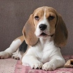 Подробнее об объявлении «Пропала собака щенок бигля Санкт-Петербург» Фото: пропала собака Бигль «Пропала собака щенок бигля Санкт-Петербург» в г. Санкт-Петербург