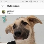 Подробнее об объявлении «Москва Пропала собака кобель» Фото: пропала собака  «Москва Пропала собака кобель» в г. Москва