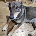 Подробнее об объявлении «Обнинск Найдена собака ж/д станция» Фото: найдена собака  «Обнинск Найдена собака ж/д станция» в г. Обнинск