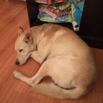 Подробнее об объявлении «Пропала собака кобель пр энгельса Санкт-Петербург» Фото: пропала собака  «Пропала собака кобель пр энгельса Санкт-Петербург» в г. Санкт-Петербург