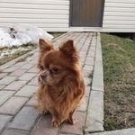 Подробнее об объявлении «Подольск Пропала собака кобель» Фото: пропала собака Чихуахуа «Подольск Пропала собака кобель» в г. Подольск