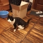 Подробнее об объявлении «Москва Найден котик марьина роща» Фото: найдена кошка  «Москва Найден котик марьина роща» в г. Москва