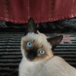 Подробнее об объявлении «Пропал кот сиамский кот Энгельс» Фото: пропала кошка  «Пропал кот сиамский кот Энгельс» в г. Энгельс