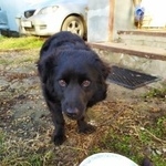 Подробнее об объявлении «Краснодар Найдена собака» Фото: найдена собака  «Краснодар Найдена собака» в г. Краснодар