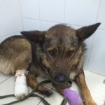 Подробнее об объявлении «Пропала собака кобель Нарофоминск» Фото: пропала собака  «Пропала собака кобель Нарофоминск» в г. Нарофоминск