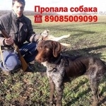 Подробнее об объявлении «Ростов-на-Дону Пропала собака» Фото: пропала собака Курцхаар «Ростов-на-Дону Пропала собака» в г. Ростов-на-Дону