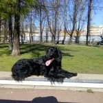 Подробнее об объявлении «Пропала собака кобель Санкт-Петербург» Фото: пропала собака Русский охотничий спаниель «Пропала собака кобель Санкт-Петербург» в г. Санкт-Петербург