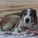 Подробнее об объявлении «Красноярск Найдена собака» Фото: найдена собака Среднеазиатская овчарка «Красноярск Найдена собака» в г. Красноярск