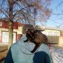 Подробнее об объявлении «Пропал кот черный кот Щербинка» Фото: пропала кошка  «Пропал кот черный кот Щербинка» в г. Щербинка