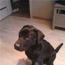 Подробнее об объявлении «Найдена собака кобель молодой кобель лабрадора, черный Пущино» Фото: найдена собака Лабрадор ретривер «Найдена собака кобель молодой кобель лабрадора,...» в г. Пущино