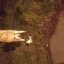 Подробнее об объявлении «Москва Найдена собака кобель» Фото: найдена собака Среднеазиатская овчарка «Москва Найдена собака кобель» в г. Москва