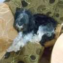 Подробнее об объявлении «Найдена собака кобель Новокузнецк» Фото: найдена собака  «Найдена собака кобель Новокузнецк» в г. Новокузнецк