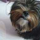 Подробнее об объявлении «Найдена собака Электросталь» Фото: найдена собака Йоркширский терьер «Найдена собака Электросталь» в г. Электросталь