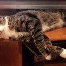 Подробнее об объявлении «Пропала кошка Киров (Кировская обл.)» Фото: пропала кошка  «Пропала кошка Киров (Кировская обл.)» в г. Киров (Кировская обл.)