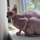 Подробнее об объявлении «Найден кот Чехов» Фото: найдена кошка Донской сфинкс «Найден кот Чехов» в г. Чехов