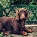 Подробнее об объявлении «Подольск Пропала собака» Фото: пропала собака Такса «Подольск Пропала собака» в г. Подольск