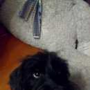 Подробнее об объявлении «Красноярск Найдена собака кобель» Фото: найдена собака  «Красноярск Найдена собака кобель» в г. Красноярск