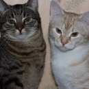 Подробнее об объявлении «Найден кот пропал кот Дубна» Фото: найдена кошка  «Найден кот пропал кот Дубна» в г. Дубна