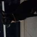 Подробнее об объявлении «Подольск Найдена собака» Фото: найдена собака Той-терьер «Подольск Найдена собака» в г. Подольск