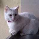 Подробнее об объявлении «Геленджик Пропала кошка» Фото: пропала кошка  «Геленджик Пропала кошка» в г. Геленджик