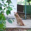 Подробнее об объявлении «Пропала собака кобель Симферополь» Фото: пропала собака  «Пропала собака кобель Симферополь» в г. Симферополь