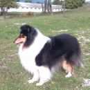 Подробнее об объявлении «Геленджик Пропала собака кобель» Фото: пропала собака Колли «Геленджик Пропала собака кобель» в г. Геленджик