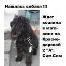 Подробнее об объявлении «Красноярск Найдена собака кобель малый пудель, кобель на краснодарской» Фото: найдена собака Пудель «Красноярск Найдена собака кобель малый пудель,...» в г. Красноярск