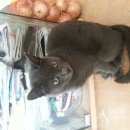 Подробнее об объявлении «Найдена кошка Москва» Фото: найдена кошка  «Найдена кошка Москва» в г. Москва