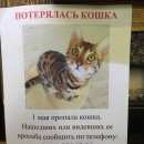 Подробнее об объявлении «Пропала кошка Ижевск» Фото: пропала кошка Бенгальская «Пропала кошка Ижевск» в г. Ижевск