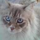 Подробнее об объявлении «Пропал кот ейка Домодедово» Фото: пропала кошка  «Пропал кот ейка Домодедово» в г. Домодедово