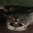 Подробнее об объявлении «Найдена кошка Орехово-Зуево» Фото: найдена кошка Шотландская вислоухая «Найдена кошка Орехово-Зуево» в г. Орехово-Зуево