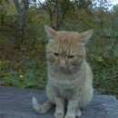 Подробнее об объявлении «Найден кот Магнитогорск» Фото: найдена кошка  «Найден кот Магнитогорск» в г. Магнитогорск