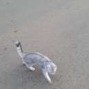 Подробнее об объявлении «Найден кот хозяева, отзовитесь Оренбург» Фото: найдена кошка  «Найден кот хозяева, отзовитесь Оренбург» в г. Оренбург