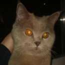 Подробнее об объявлении «Липецк Найден кот» Фото: найдена кошка Британская короткошерстная «Липецк Найден кот» в г. Липецк