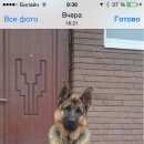 Подробнее об объявлении «Пушкино Пропала собака кобель немецкая овчарка ричард.» Фото: пропала собака Немецкая овчарка «Пушкино Пропала собака кобель немецкая овчарка...» в г. Пушкино