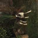 Подробнее об объявлении «Найдена собака Сочи» Фото: найдена собака  «Найдена собака Сочи» в г. Сочи