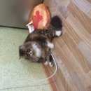 Подробнее об объявлении «Пропал кот Великий Новгород (Новгород)» Фото: пропала кошка  «Пропал кот Великий Новгород (Новгород)» в г. Великий Новгород (Новгород)