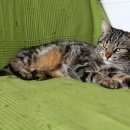 Подробнее об объявлении «Химки Найдена кошка» Фото: найдена кошка  «Химки Найдена кошка» в г. Химки