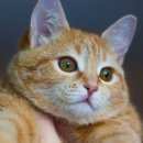 Подробнее об объявлении «Пропало домашнее животное рыжий кот :( Нижний Новгород» Фото: пропало другое животное  «Пропало домашнее животное рыжий кот :( Нижний...» в г. Нижний Новгород