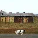 Подробнее об объявлении «Тамбов Найдена собака» Фото: найдена собака  «Тамбов Найдена собака» в г. Тамбов