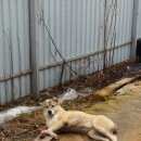 Подробнее об объявлении «Найдена собака (девочка) алабай Правдинский» Фото: найдена собака Среднеазиатская овчарка «Найдена собака (девочка) алабай Правдинский» в г. Правдинский