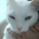 Подробнее об объявлении «Геленджик Пропал кот.белый зеленоглазый котик в красном ошейнике кастрированный.» Фото: пропала кошка Турецкая ангора «Геленджик Пропал кот.белый зеленоглазый котик в...» в г. Геленджик