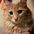Подробнее об объявлении «Пропал кот Оренбург» Фото: пропала кошка  «Пропал кот Оренбург» в г. Оренбург